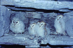 Barn Owl