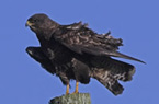 Common Buzzard