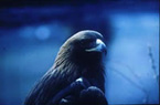 Golden Eagle
