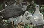 Goshawk