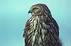 Hen Harrier