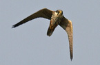 Hobby