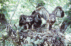 Honey Buzzard