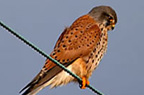 Kestrel