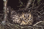 Long-eared Owl