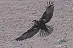 Marsh Harrier