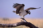 Osprey