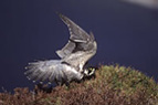 Peregrine Falcon
