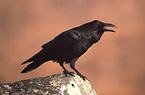 Raven