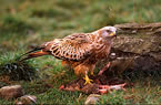 Red Kite