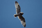Short-eared Owl