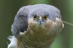 Sparrowhawk
