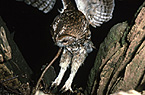 Tawny Owl
