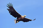 White-tailed Eagle